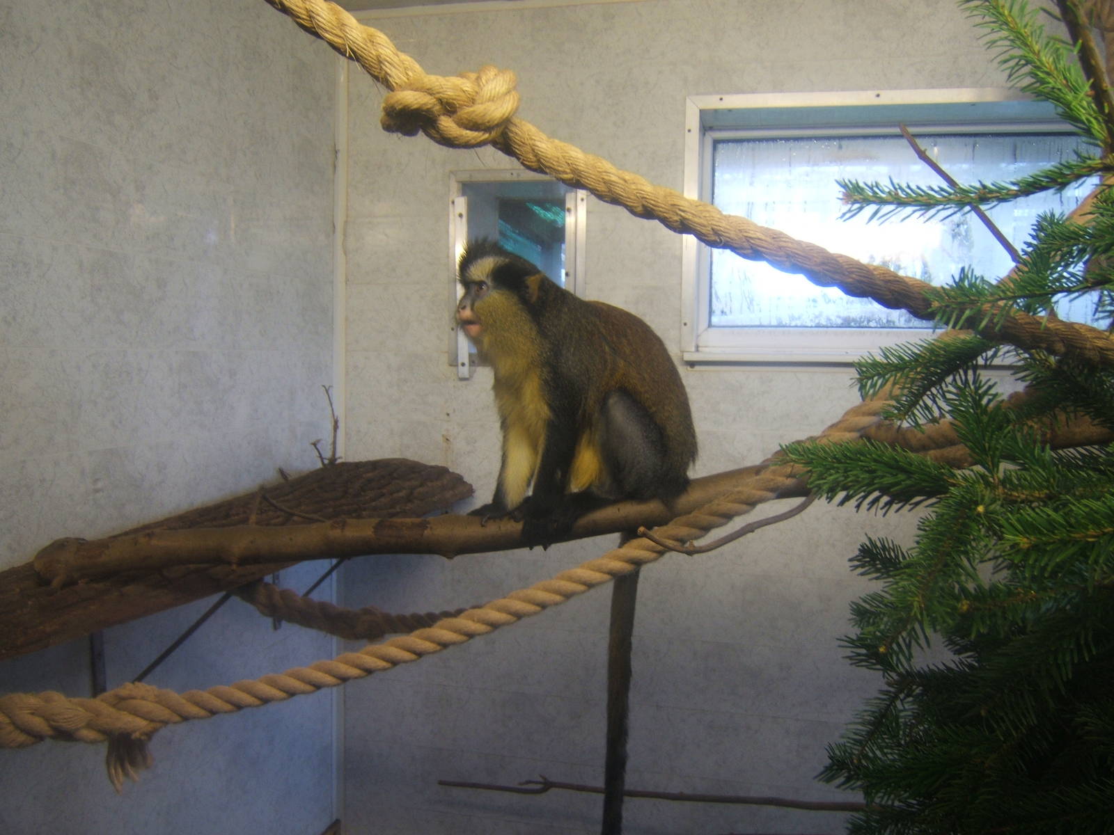 Crowned Guenon