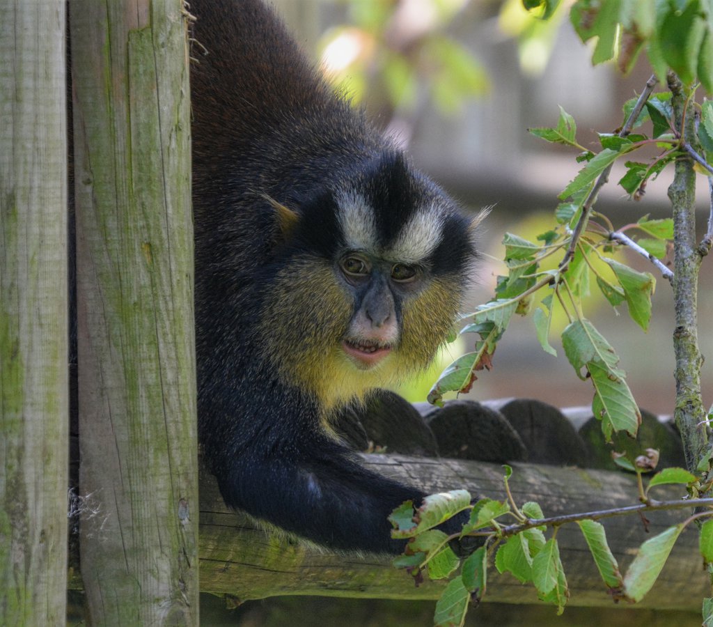 Crowned Guenon