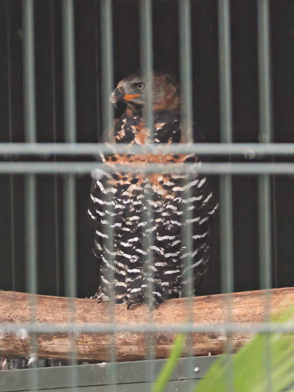 Crowned hawk-eagle (Stephanoaetus coronatus) - Brook Valley Zoo