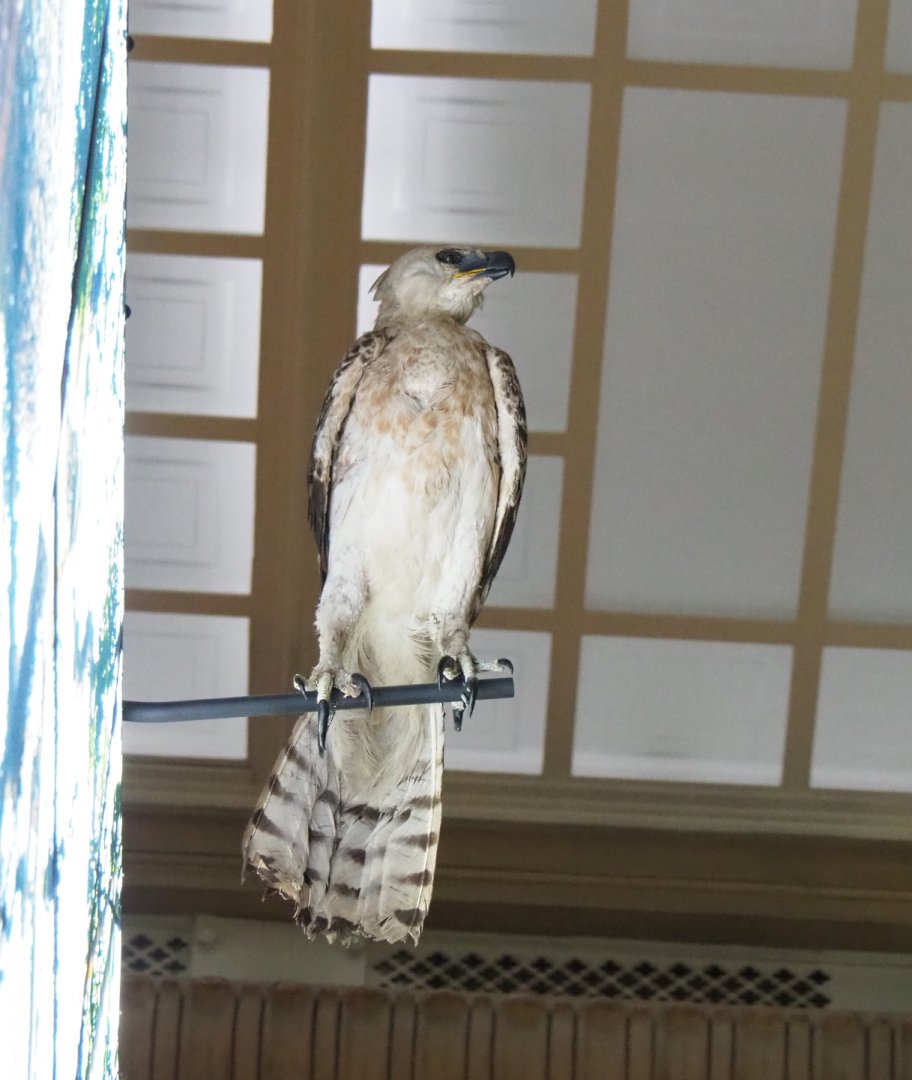 Crowned hawk-eagle (Stephanoaetus coronatus) specimen, 2021-10-20