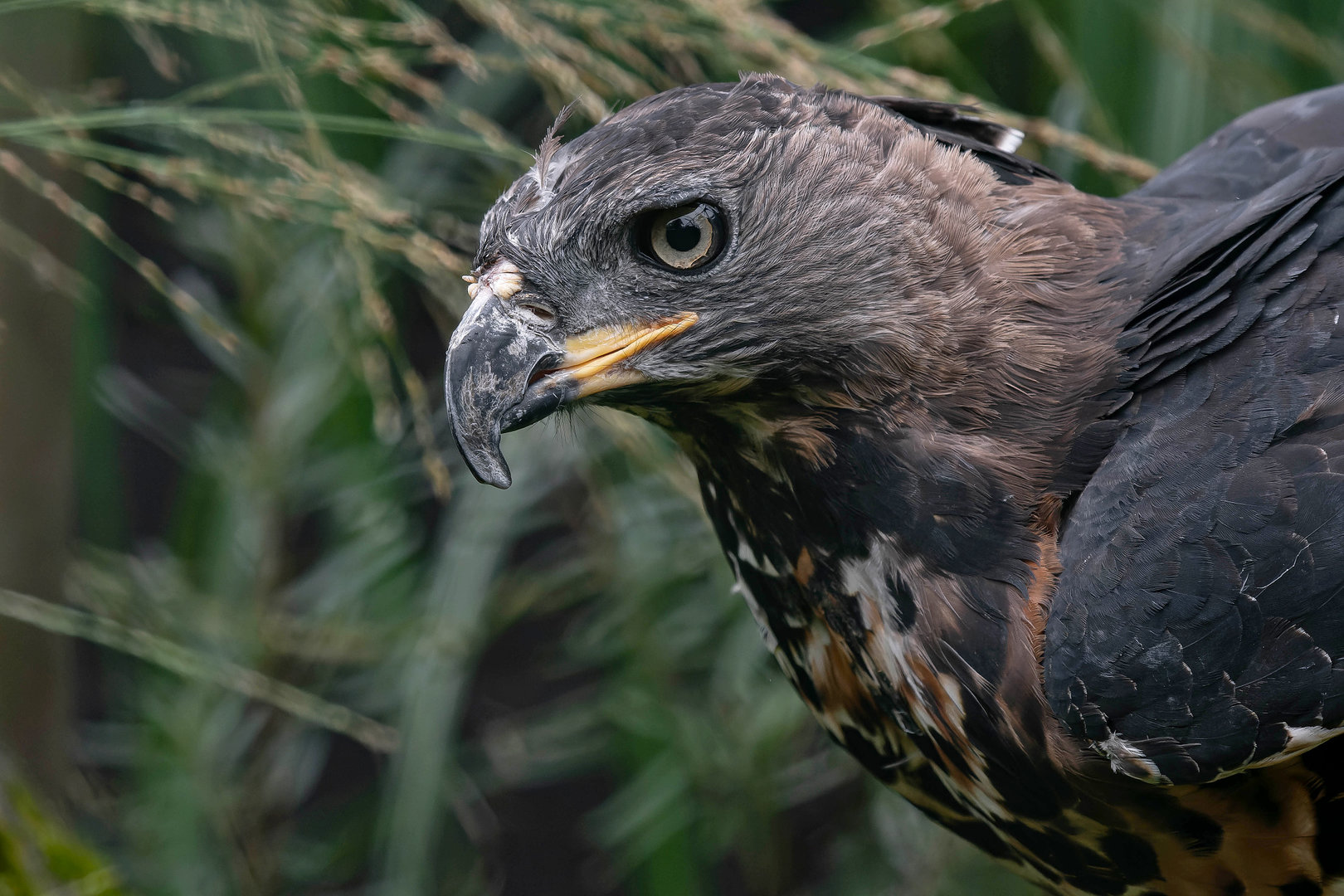Crowned hawk-eagle (Stephanoaetus coronatus)