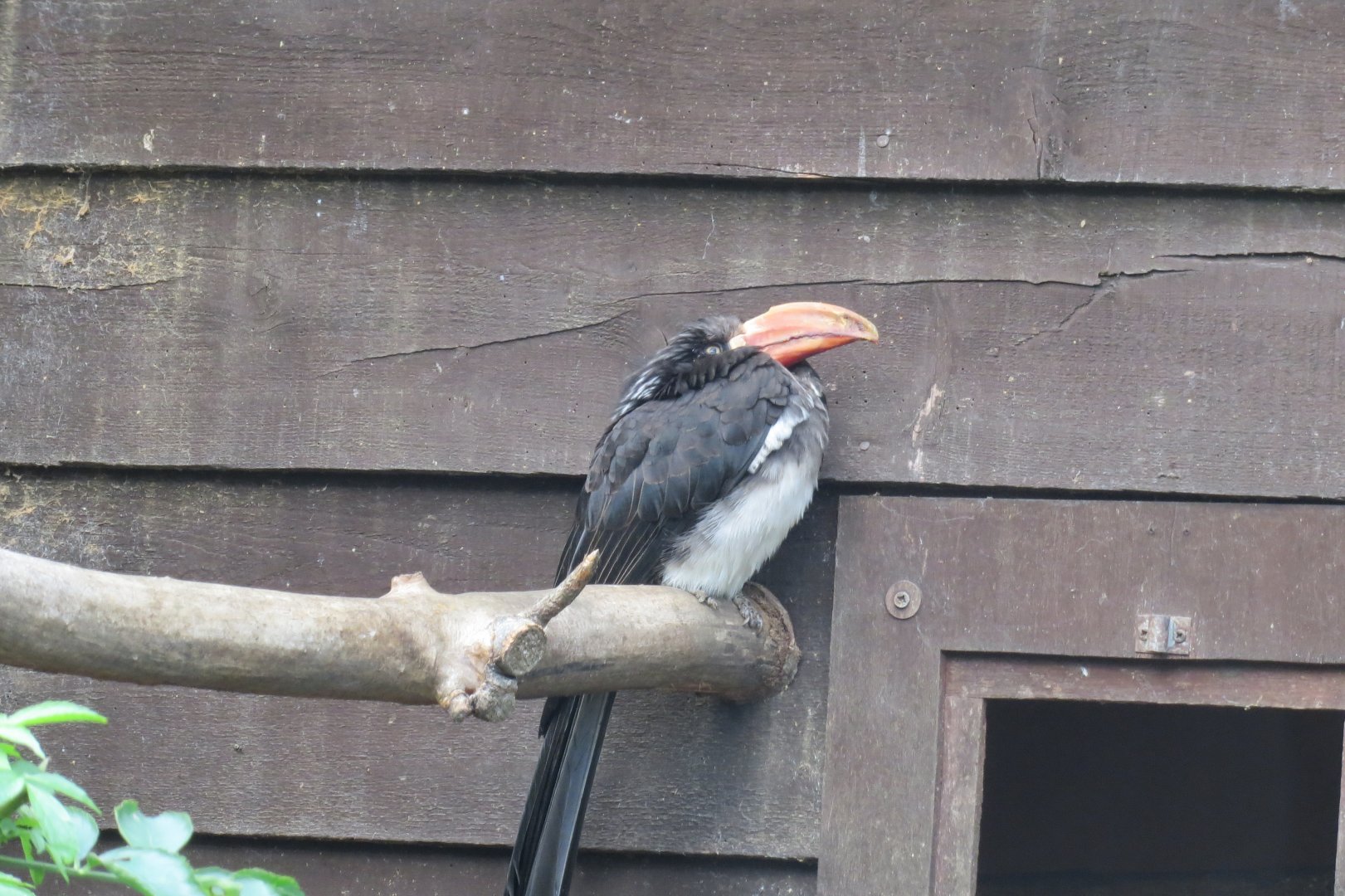 Crowned hornbill 081019