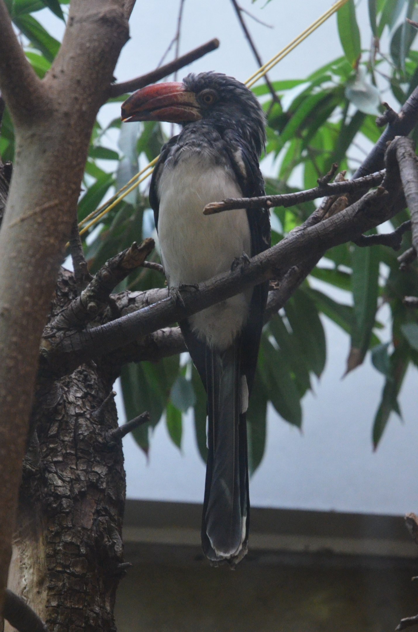 Crowned Hornbill at Voliere Zurich (Mythenquai), 13/09/16