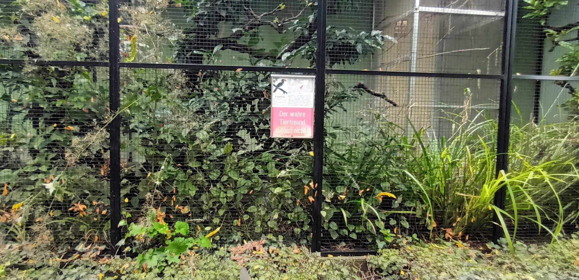 Crowned Hornbill Aviary