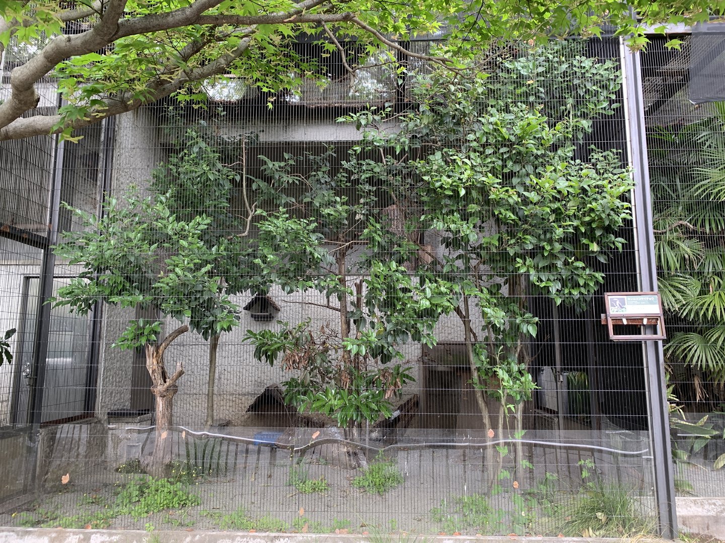 Crowned Hornbill Aviary