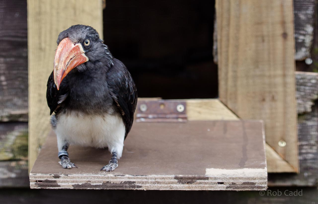 Crowned hornbill : Birdland : 19 Apr 2015