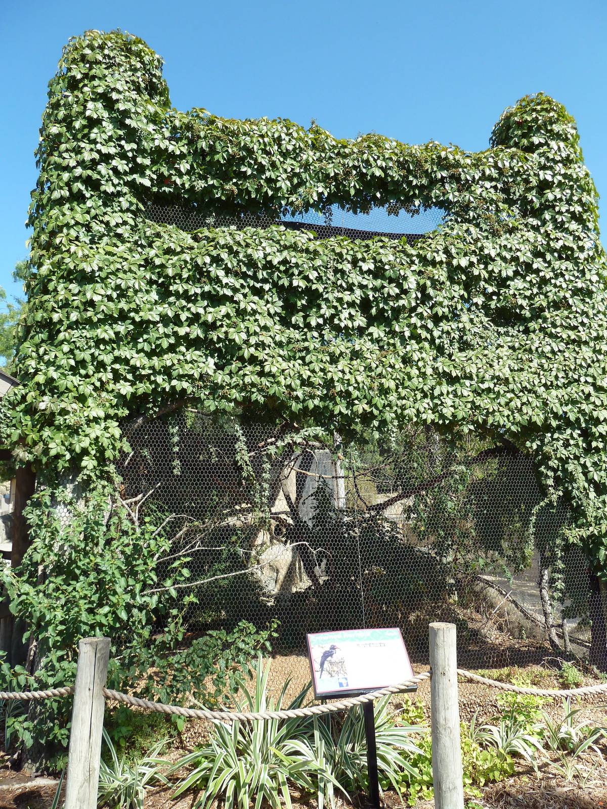 Crowned Hornbill Exhibit