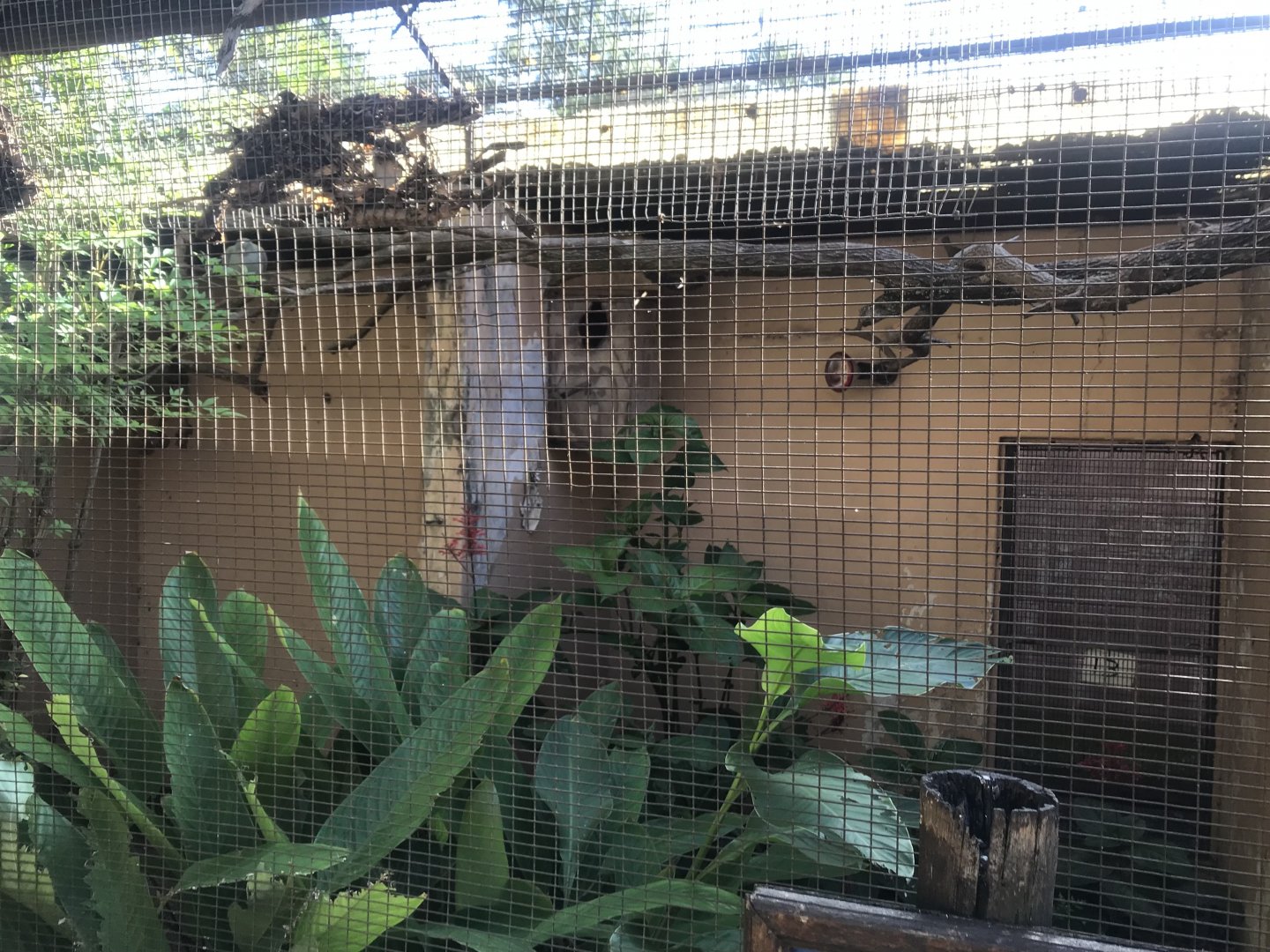 Crowned Hornbill Exhibit