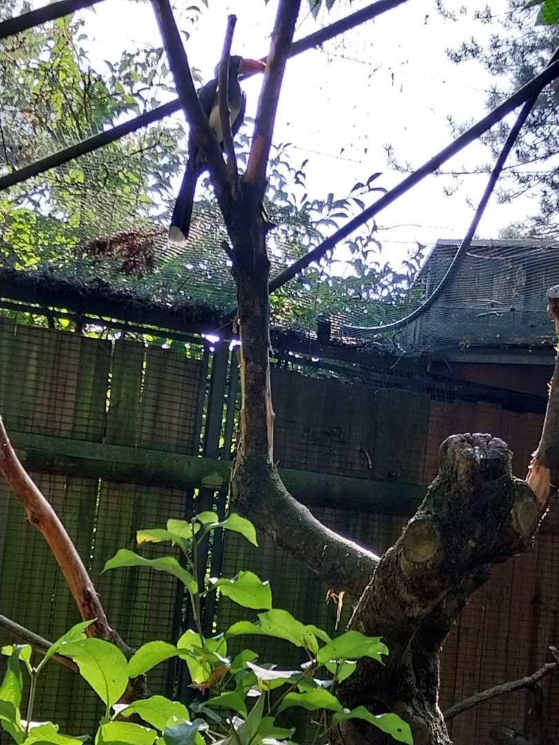 Crowned hornbill (Lophoceros albiterminatus)