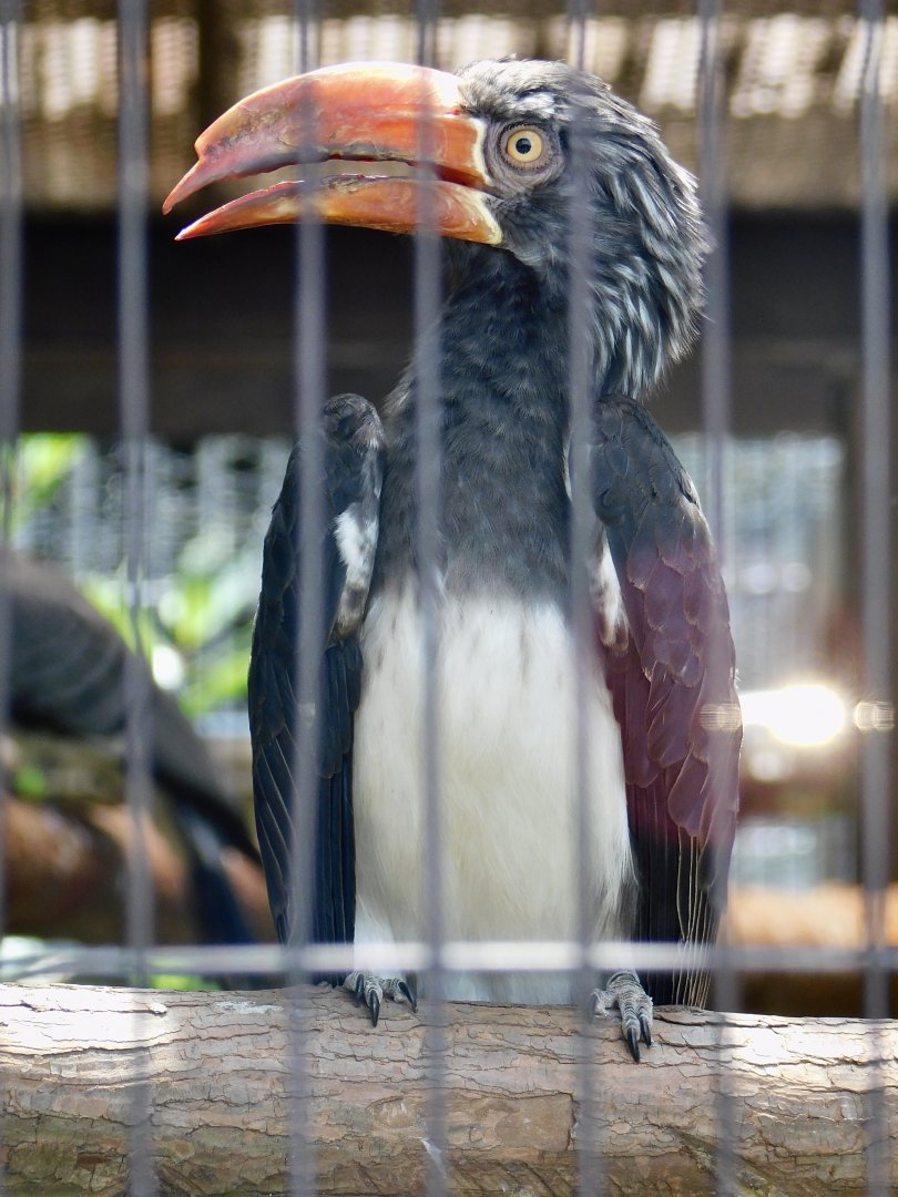 Crowned Hornbill (Lophoceros alboterminatus) June 29, 2025
