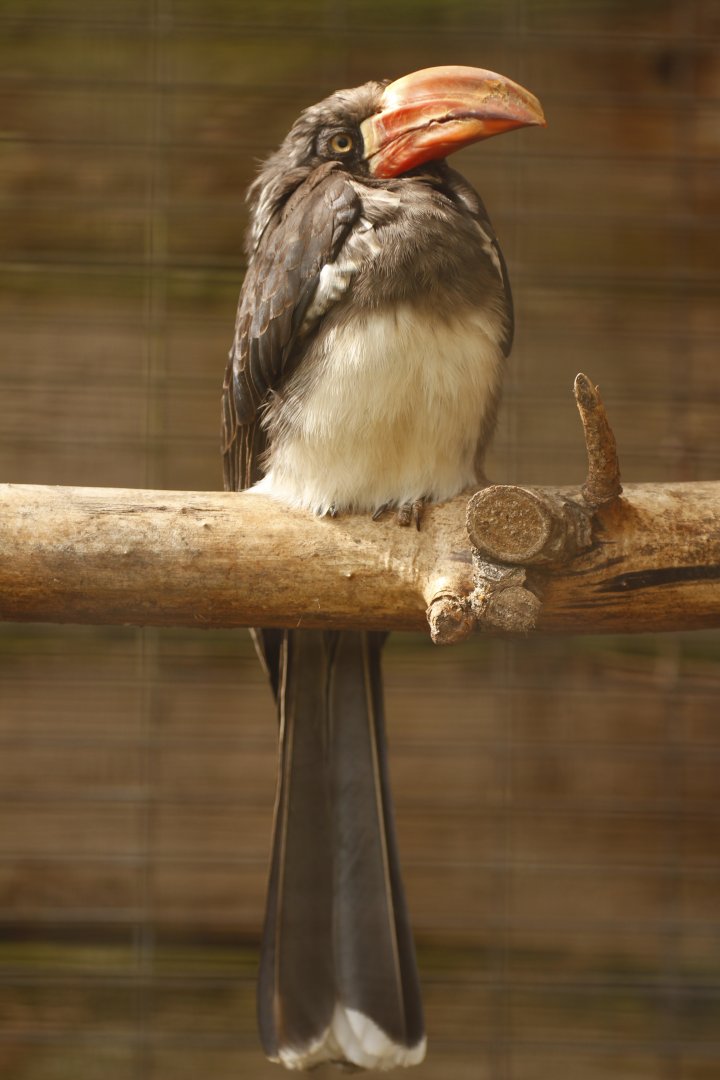 Crowned hornbill (Lophoceros alboterminatus)