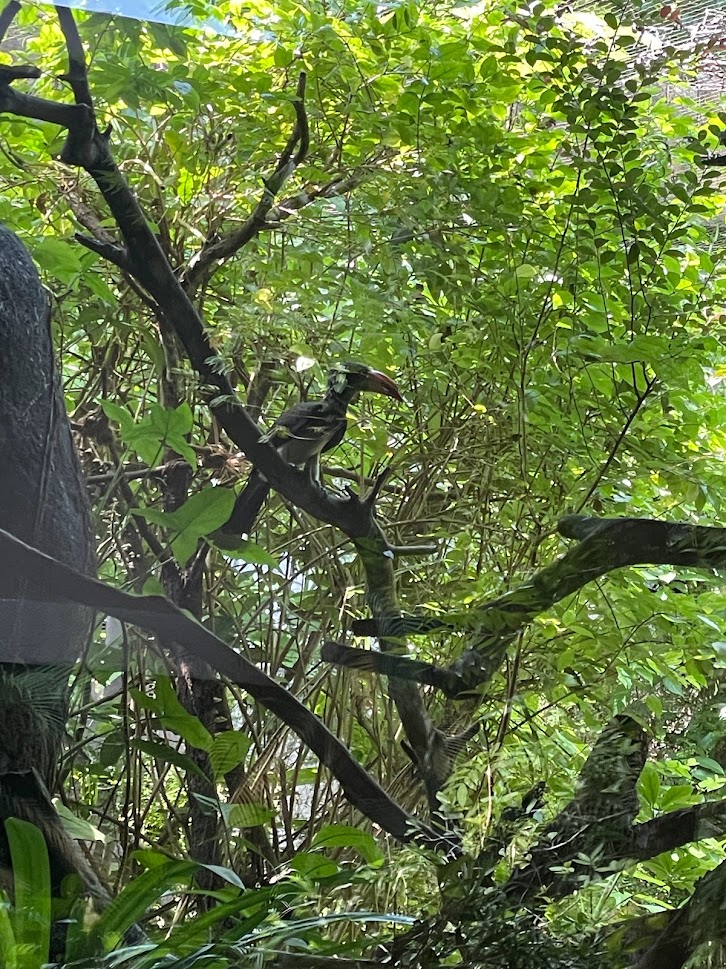 Crowned hornbill (Lophoceros alboterminatus)