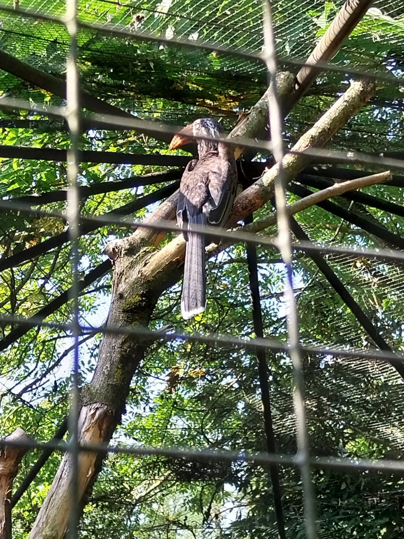 Crowned hornbill (Lophoceros alboterminatus)