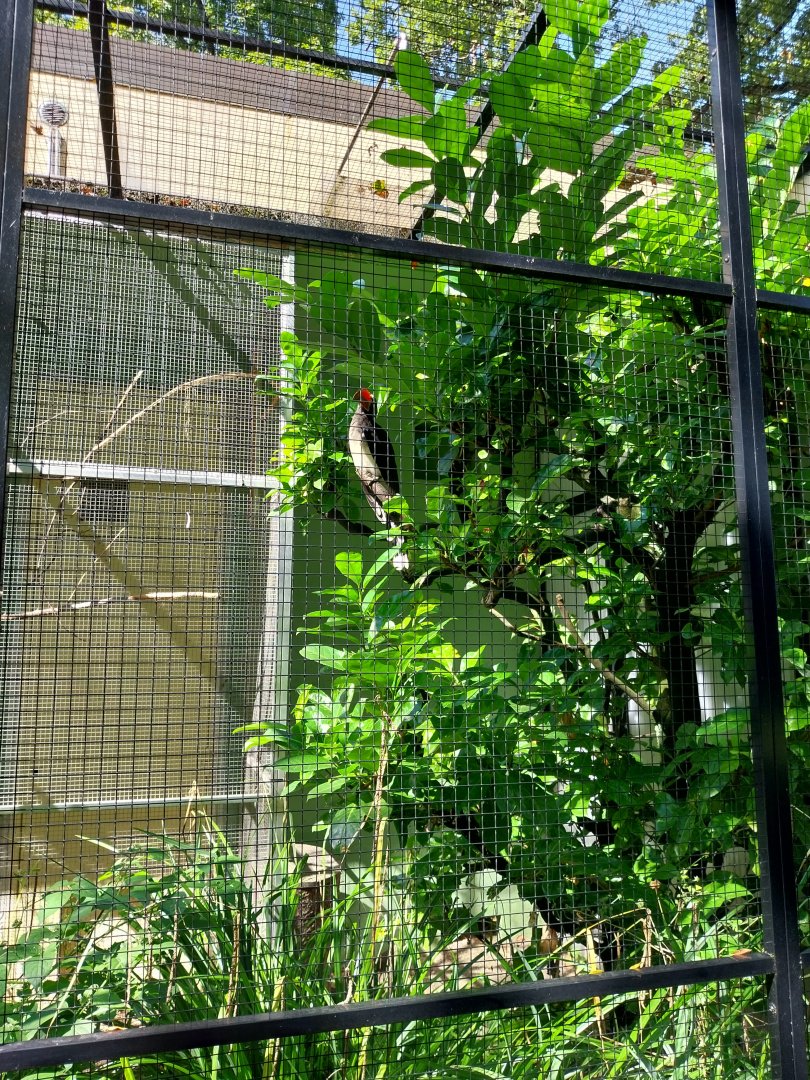 Crowned hornbill (Lophoceros alboterminatus)