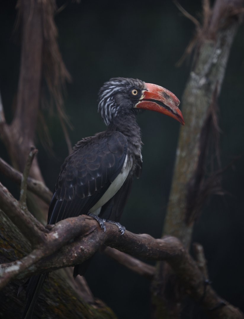 Crowned Hornbill (Lophoceros alboterminatus)