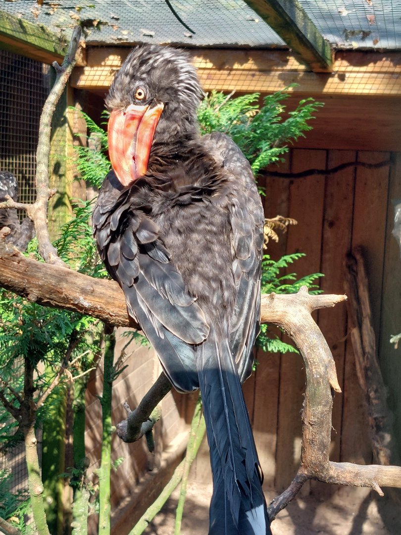 Crowned hornbill (Lophoceros alboterminatus)