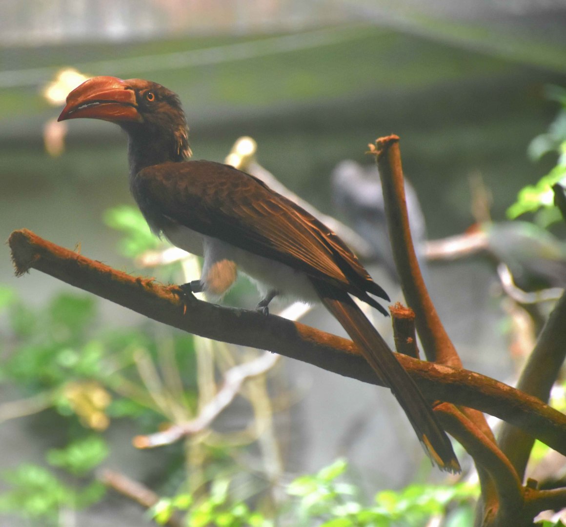 Crowned Hornbill (Lophoceros alboterminatus)