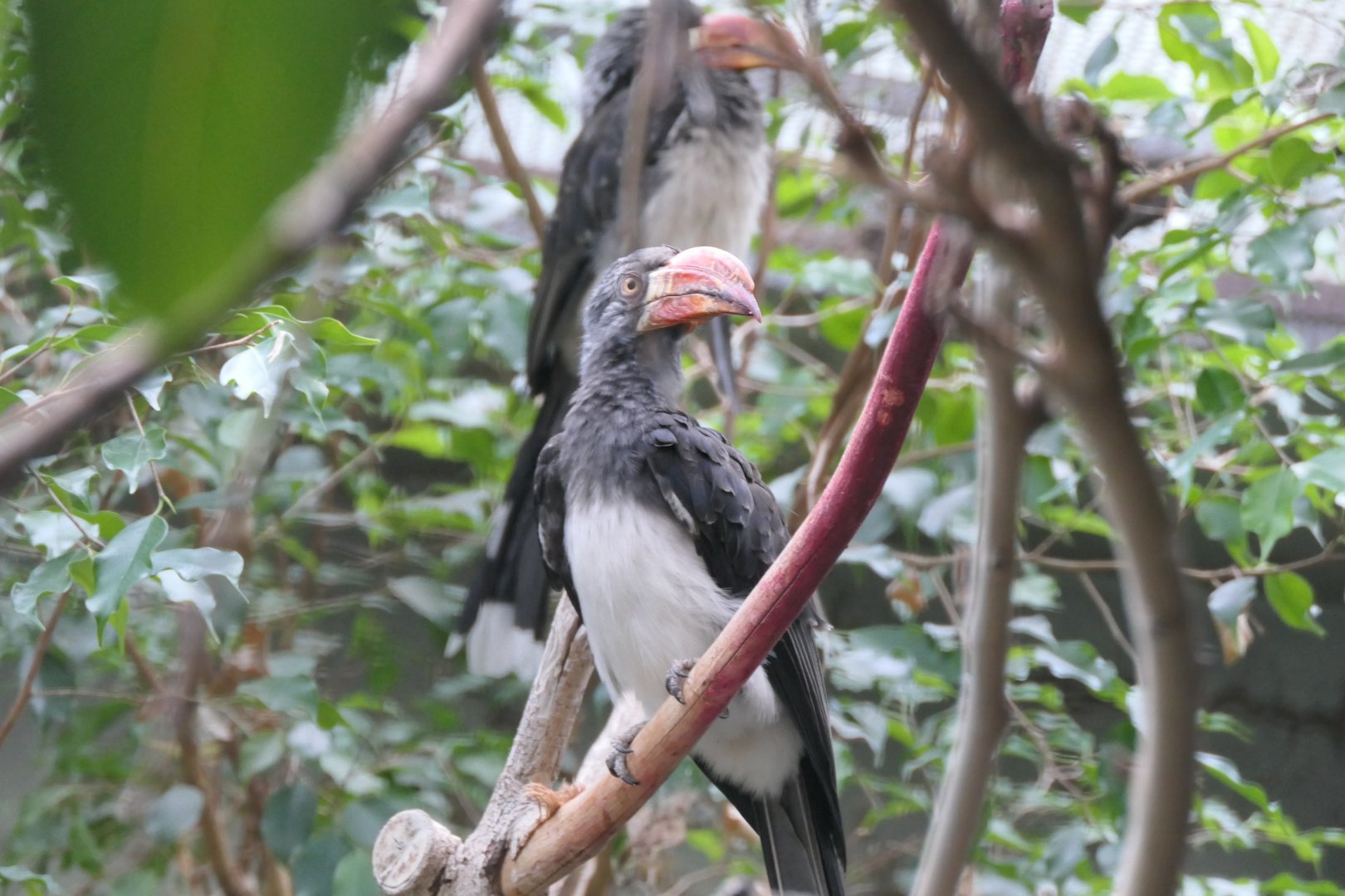 Crowned Hornbill (Lophoceros alboterminatus)