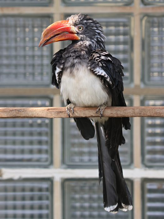 Crowned hornbill (Lophoceros alboterminatus)