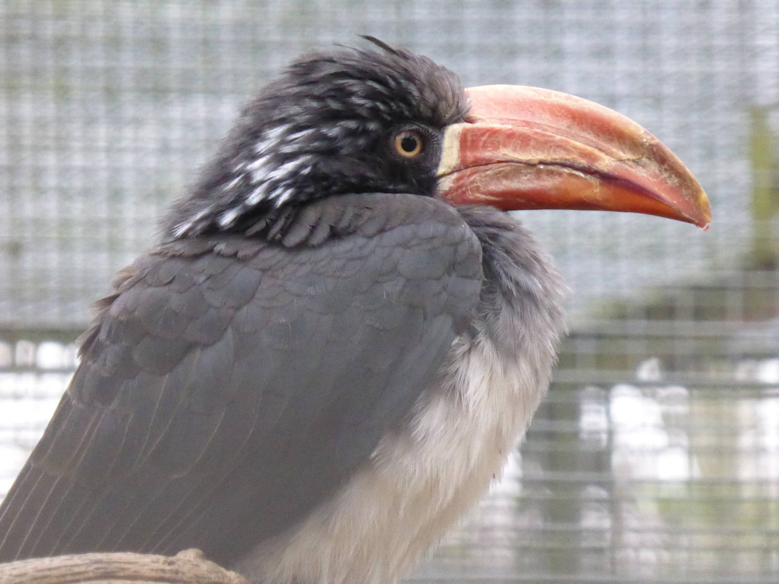 Crowned hornbill ( Tockus alboterminatus )