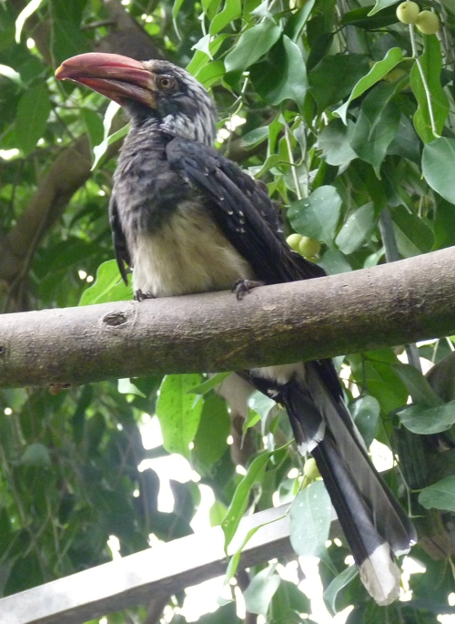 Crowned hornbill (Tockus alboterminatus)