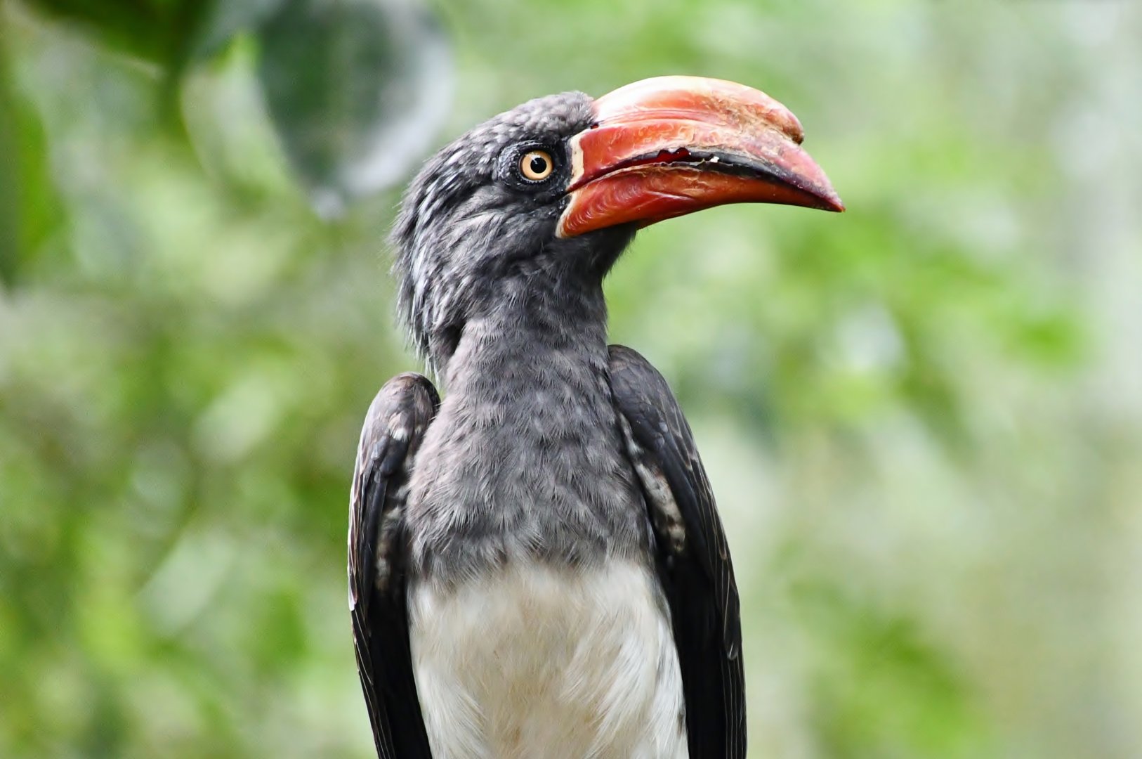 Crowned Hornbill (Tockus alboterminatus)