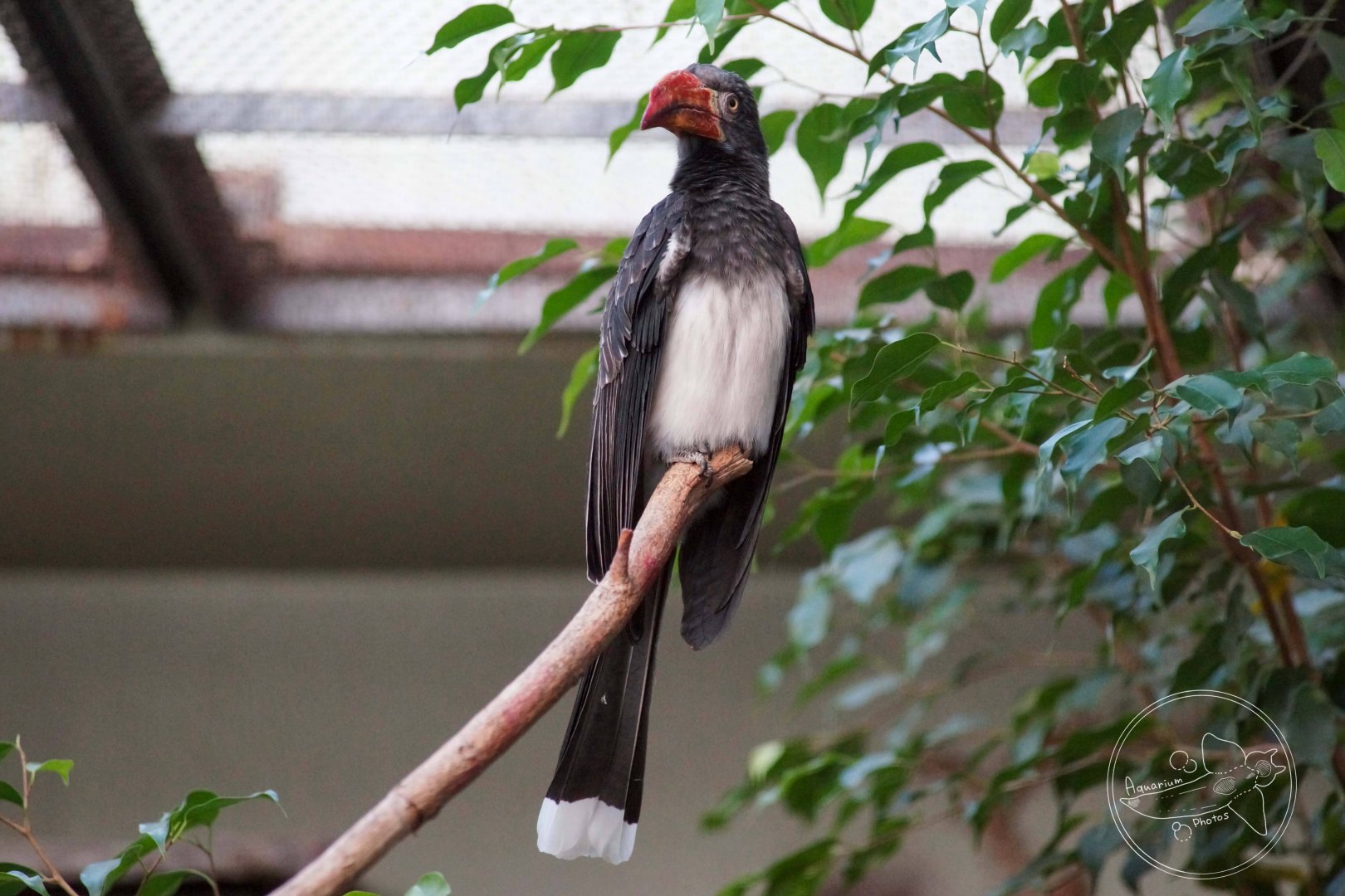 Crowned Hornbill (Tockus alboterminatus)