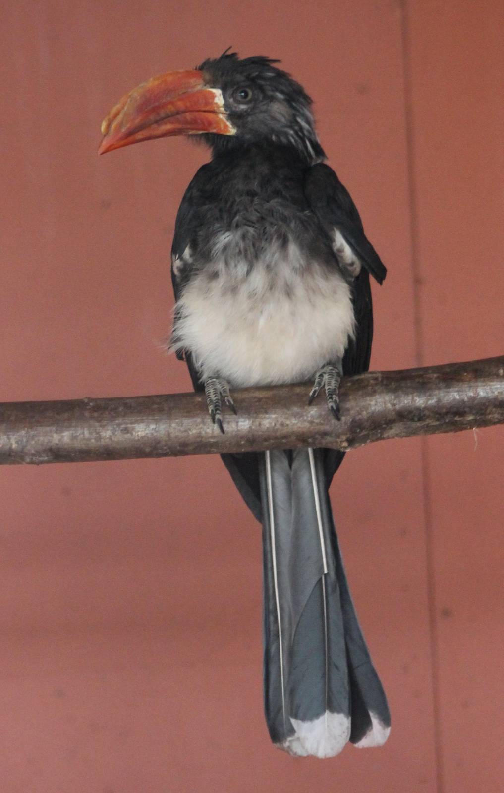 Crowned hornbill