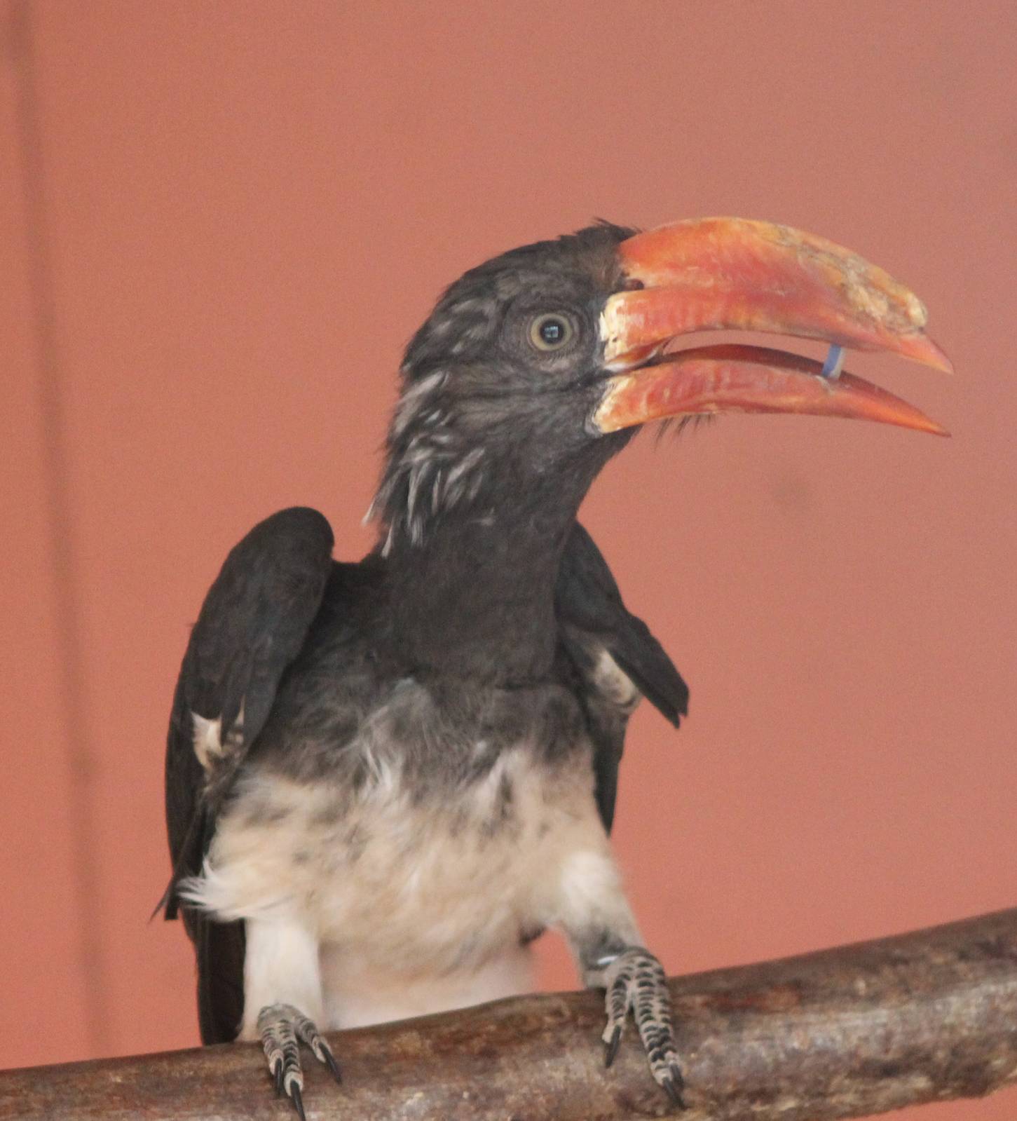 Crowned hornbill