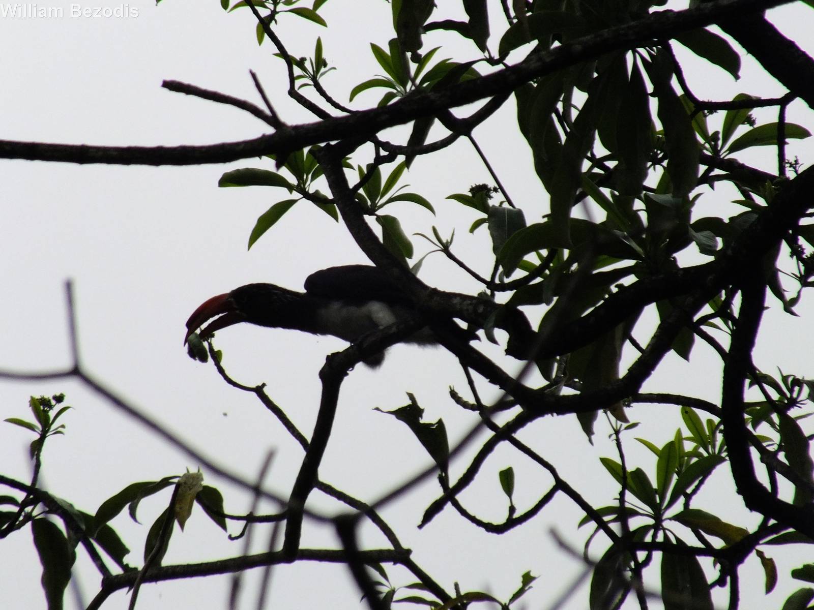 Crowned Hornbill