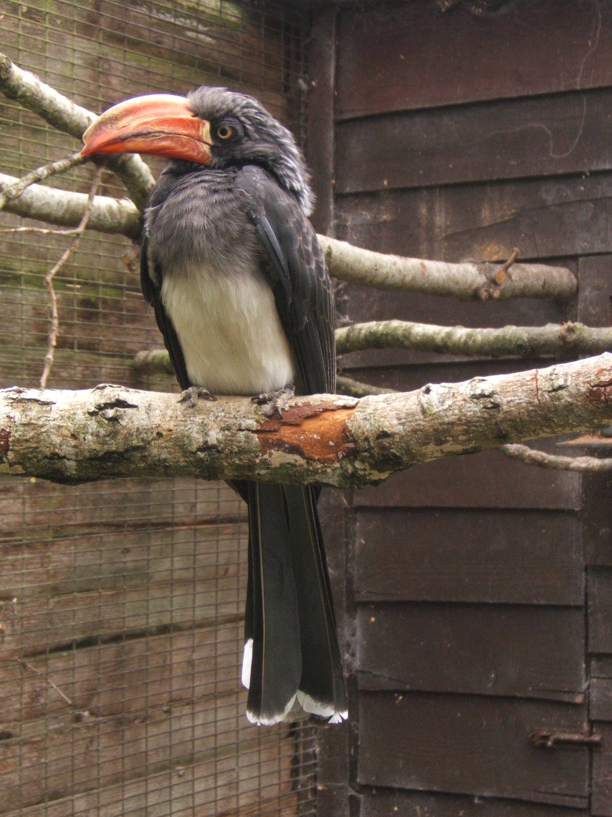 Crowned Hornbill
