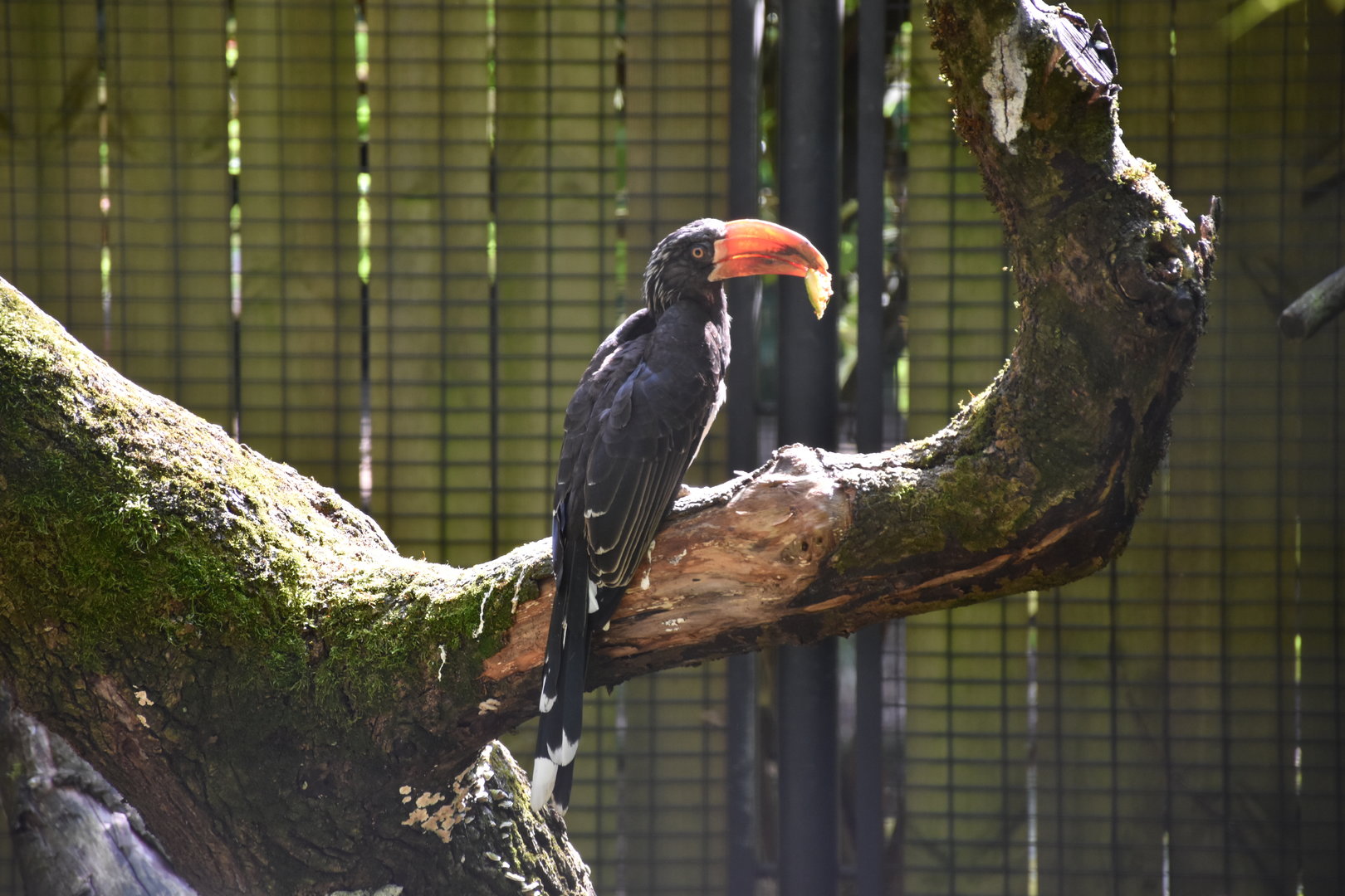 Crowned hornbill