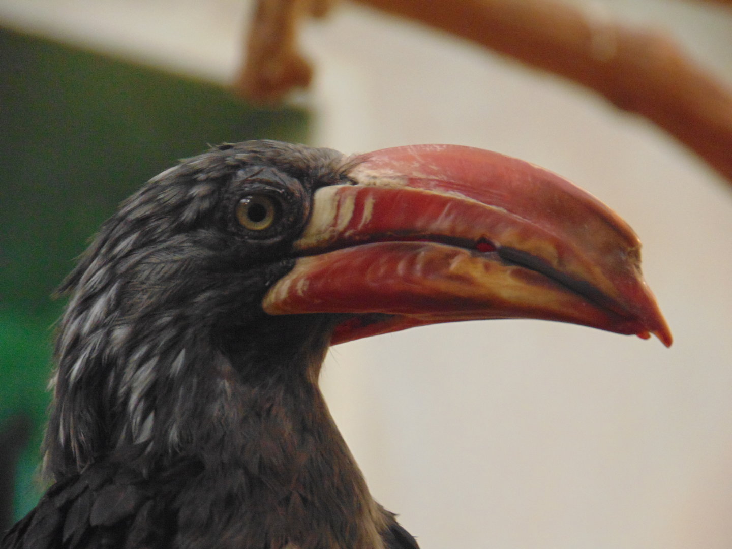 Crowned Hornbill
