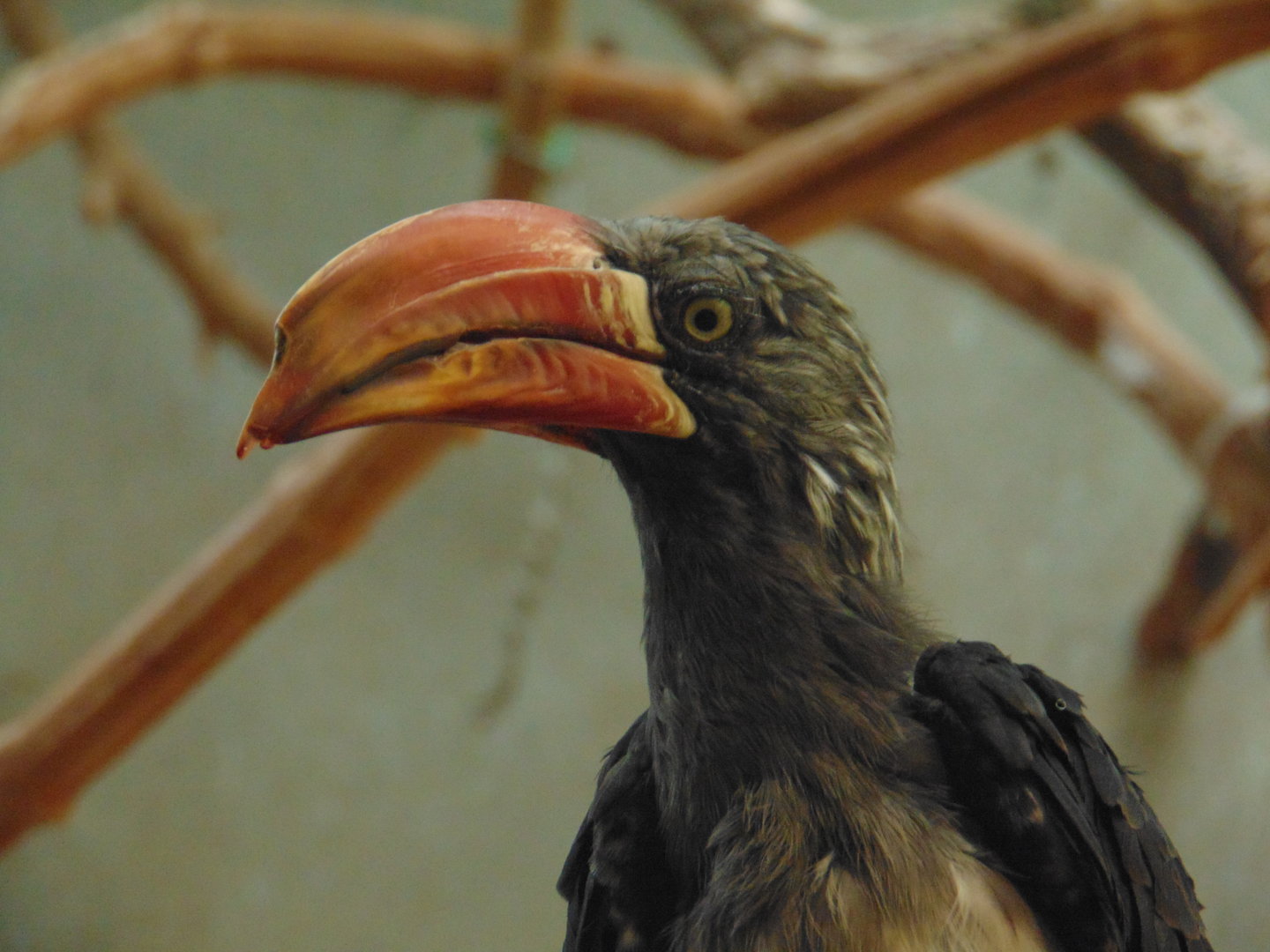 Crowned Hornbill