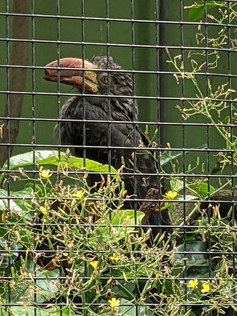 Crowned Hornbill