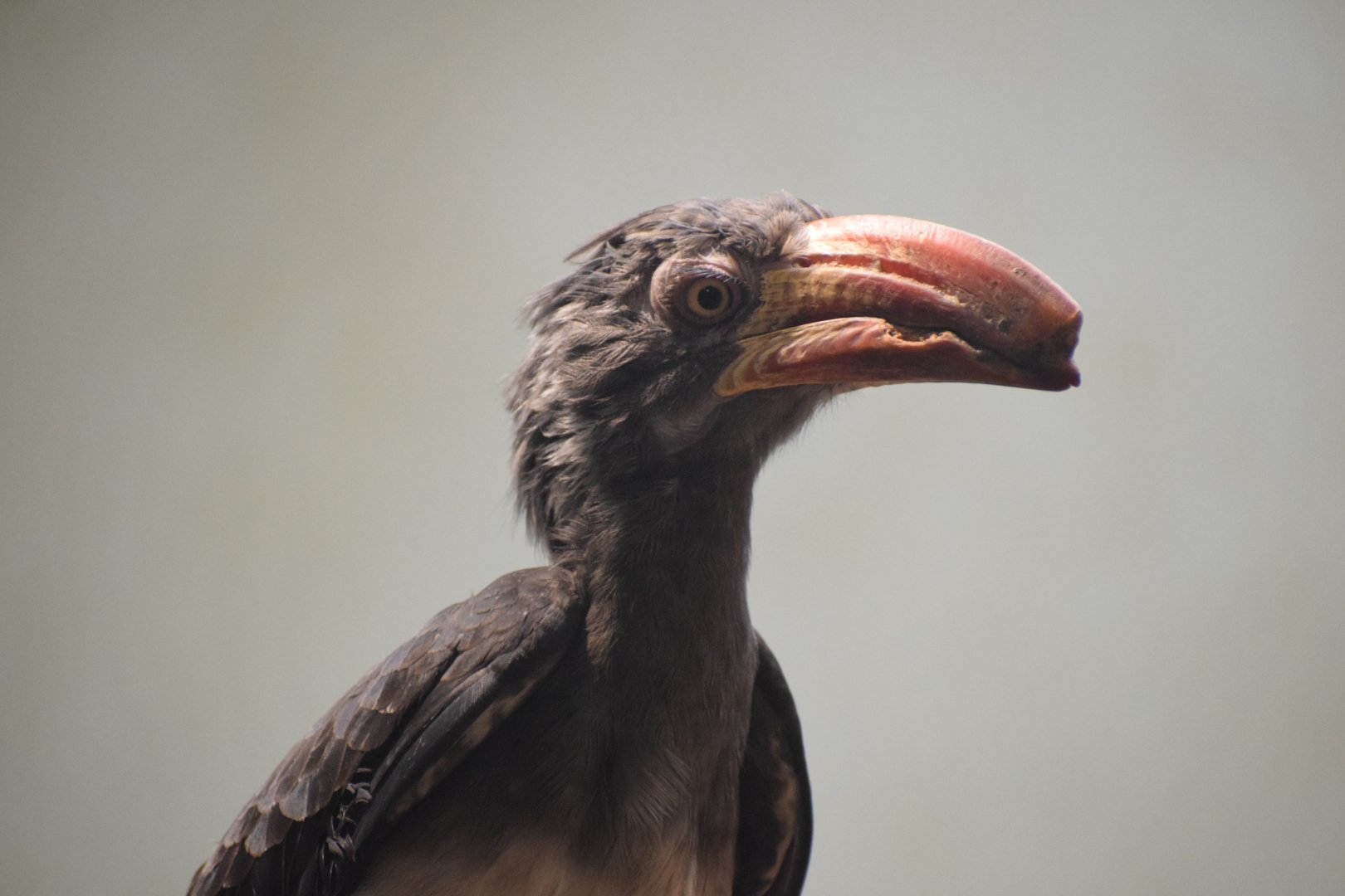 Crowned hornbill