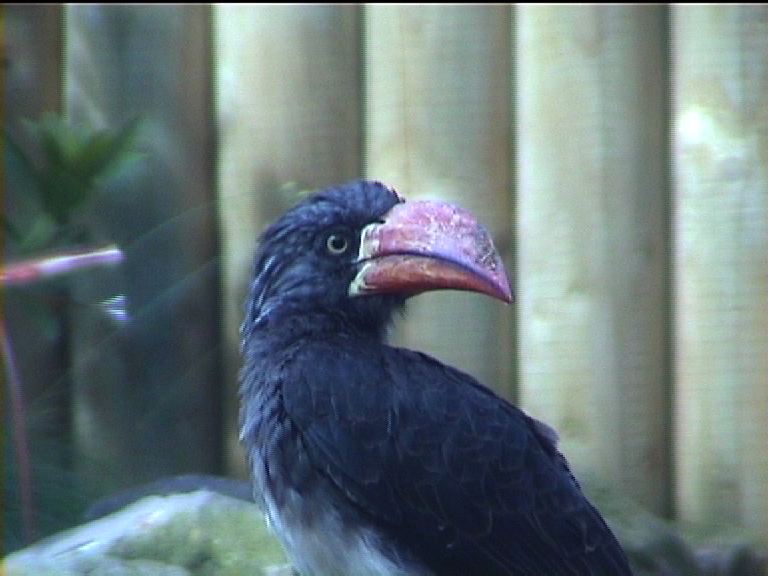Crowned hornbill
