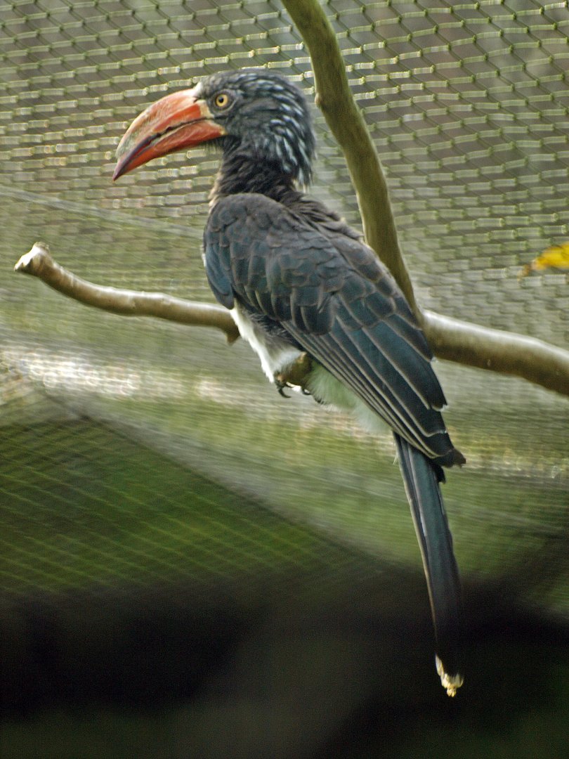 Crowned hornbill