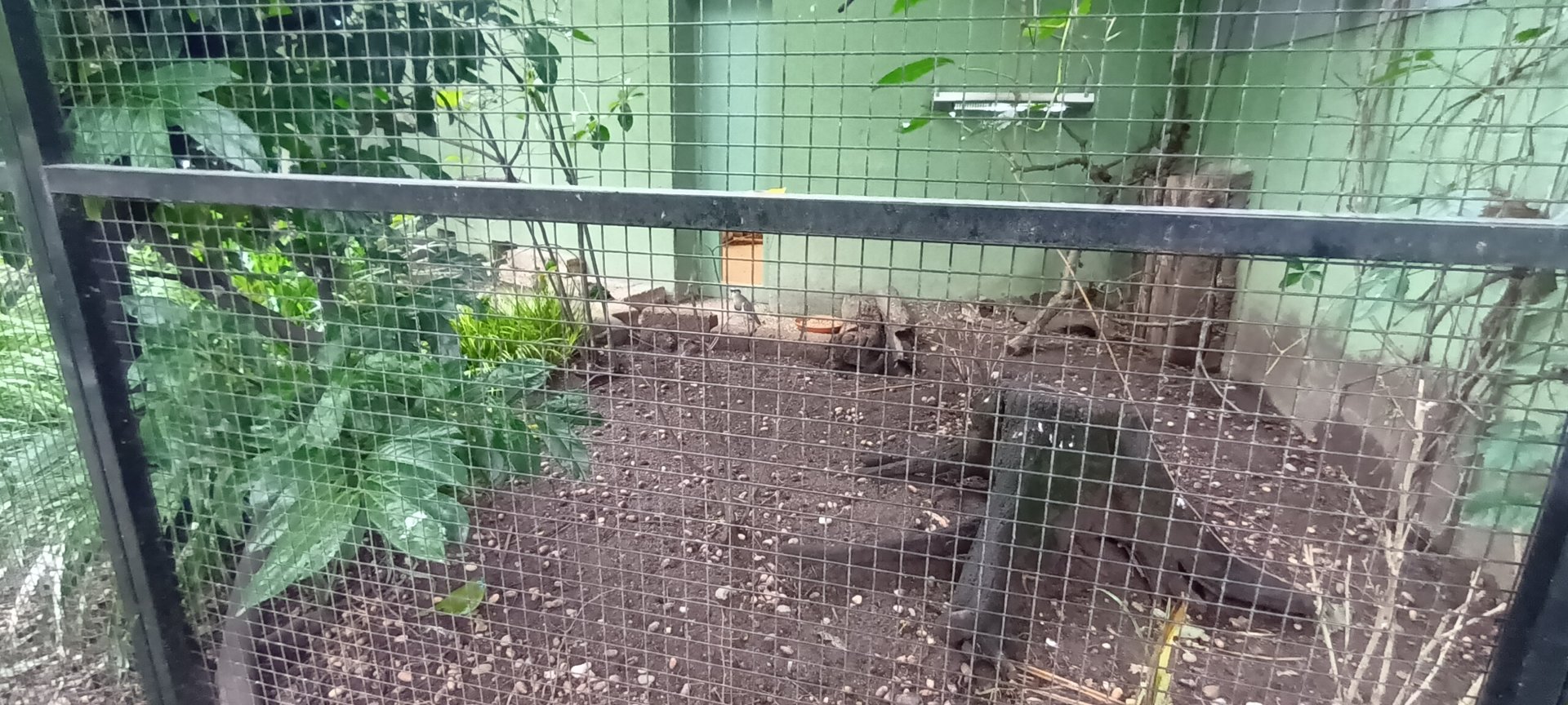 Crowned Lapwing in the Outdoor Aviary