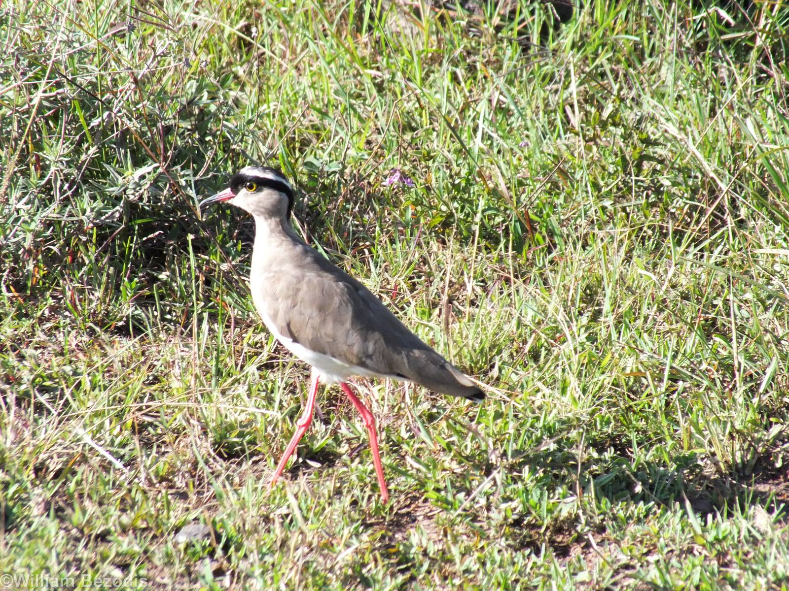 Crowned Lapwing - Nairobi National Park