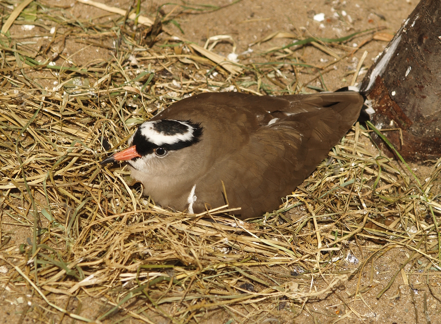 Crowned lapwing (Vanellus coronatus), 2007