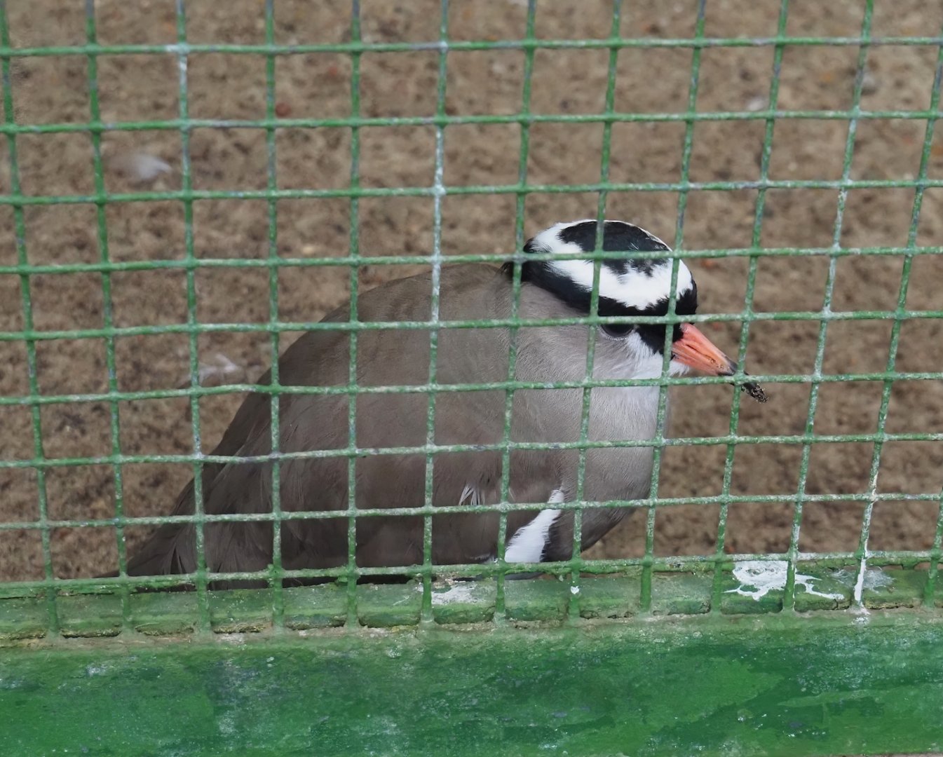 Crowned lapwing (Vanellus coronatus), 2024-05-22