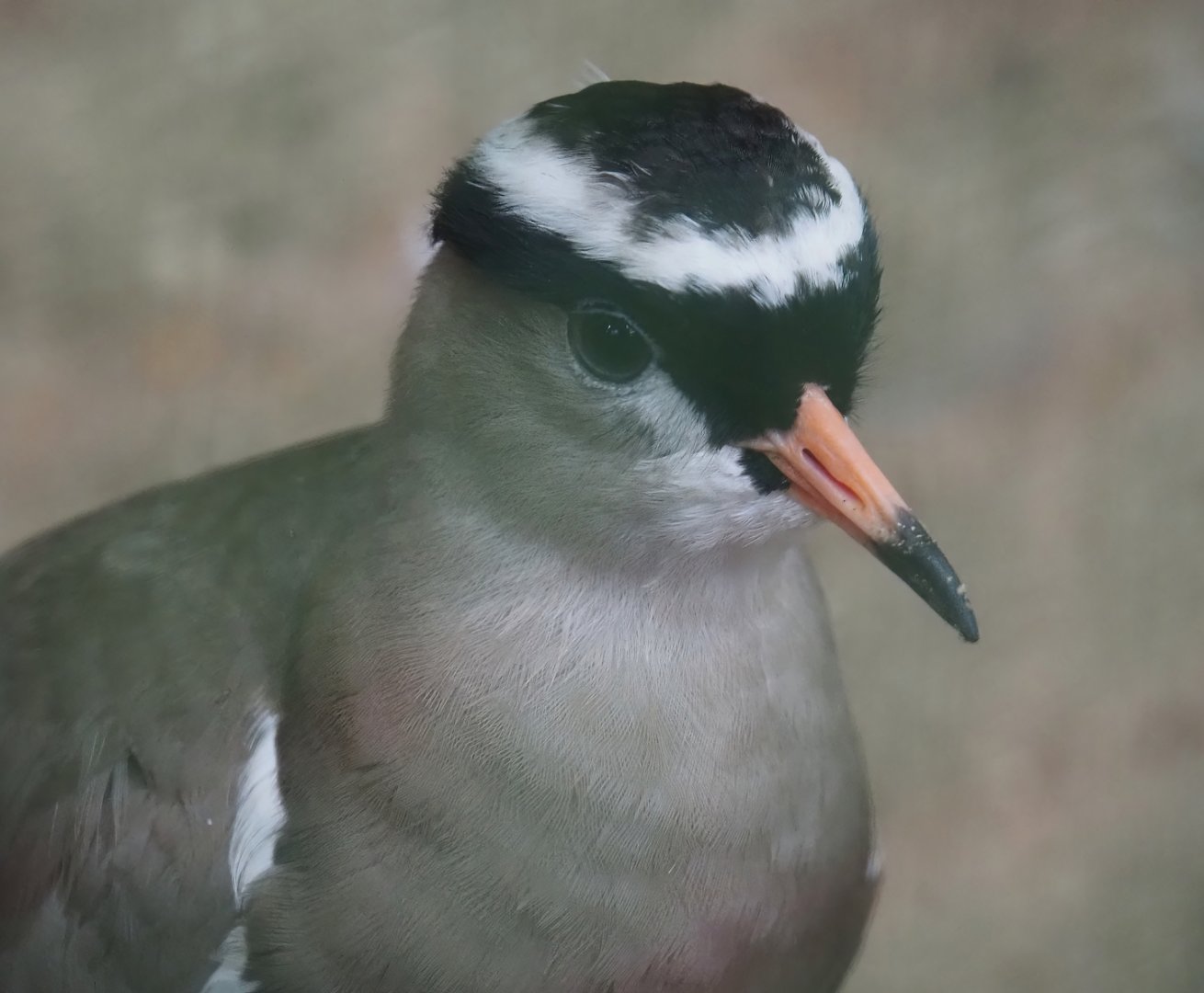 Crowned lapwing (Vanellus coronatus), 2024-05-22