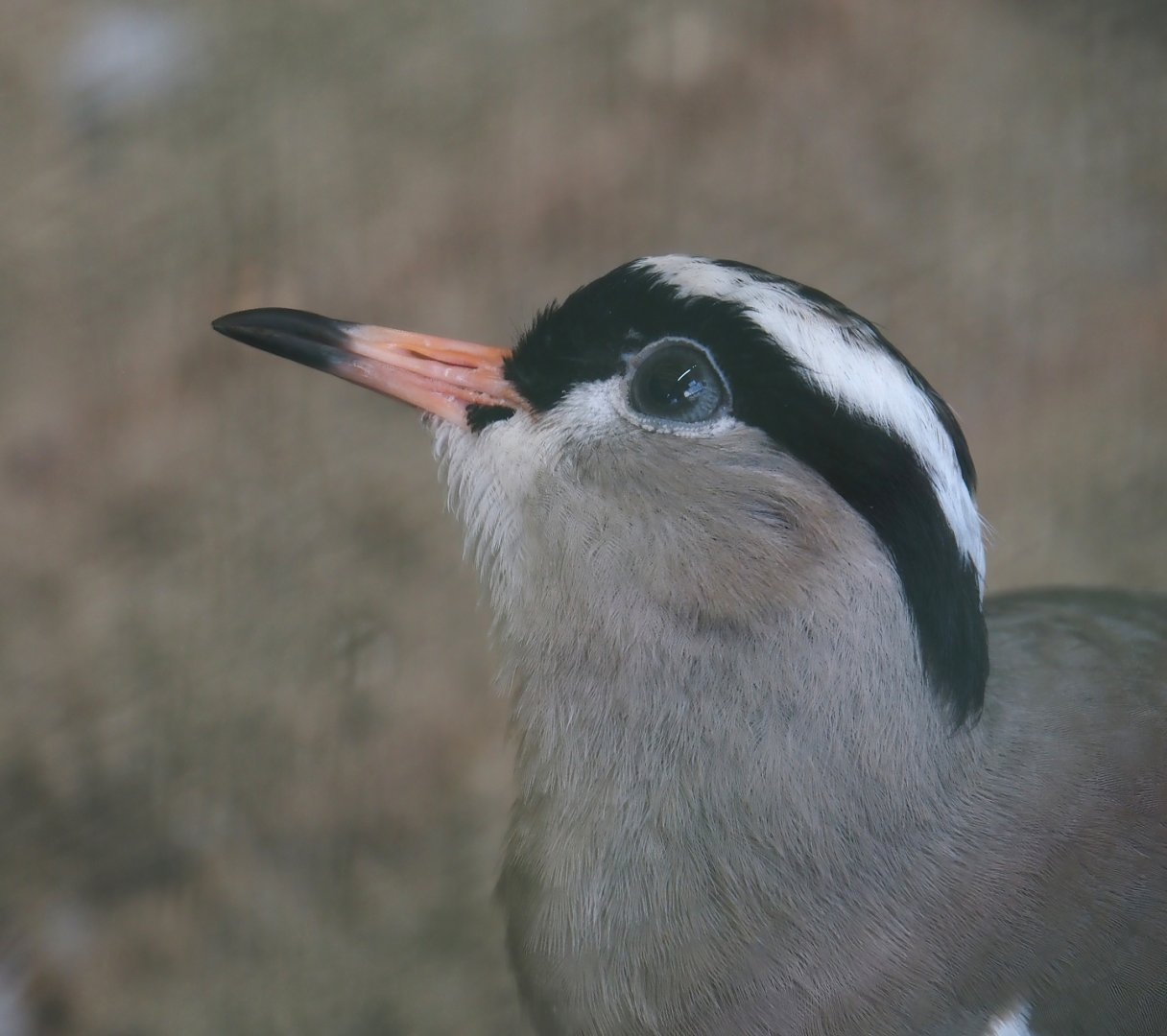Crowned lapwing (Vanellus coronatus), 2024-05-23