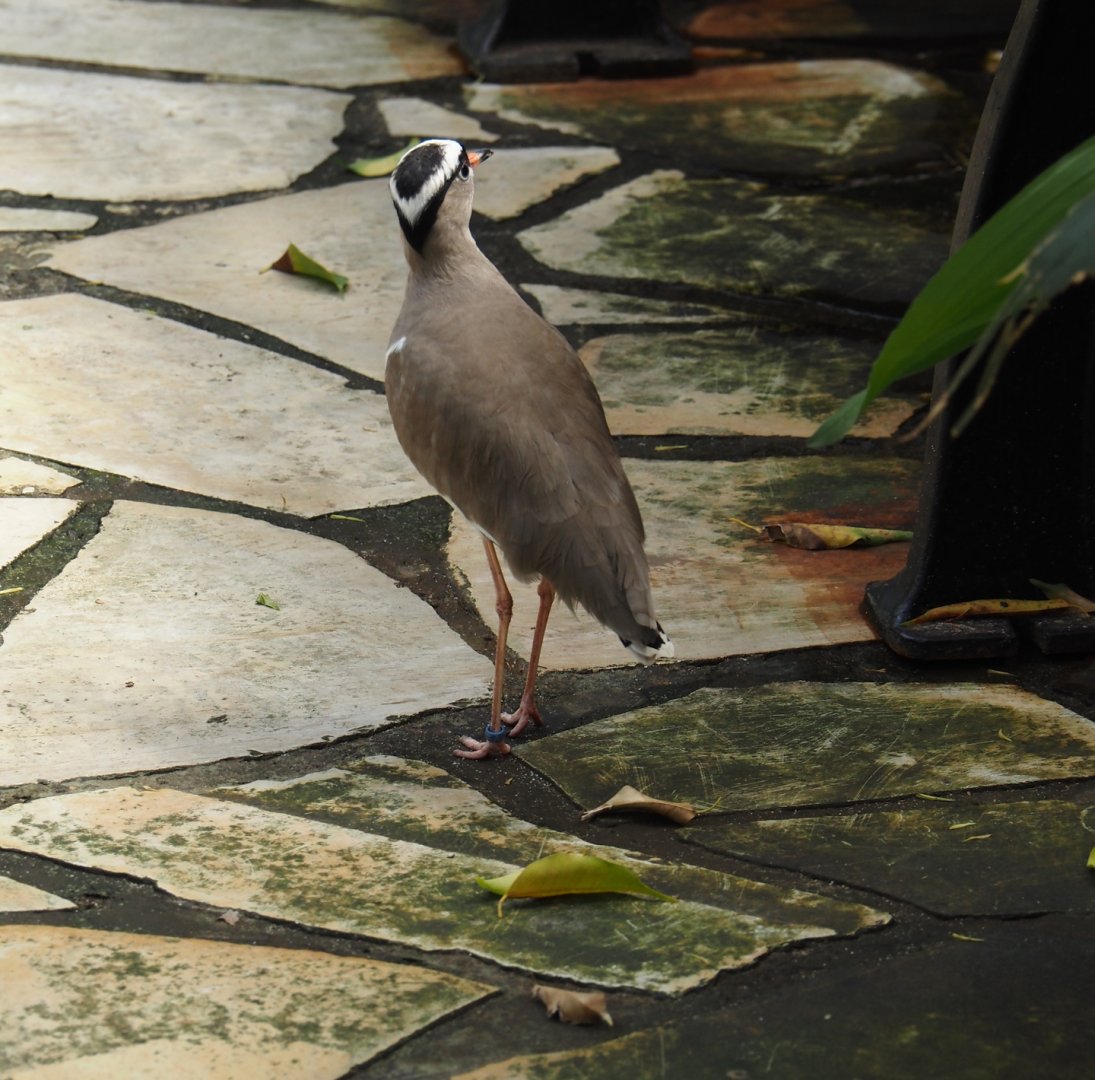 Crowned lapwing (Vanellus coronatus), 2024-05-23
