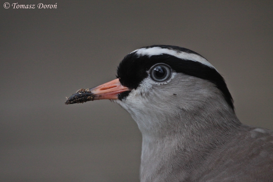 Crowned Lapwing (Vanellus coronatus)