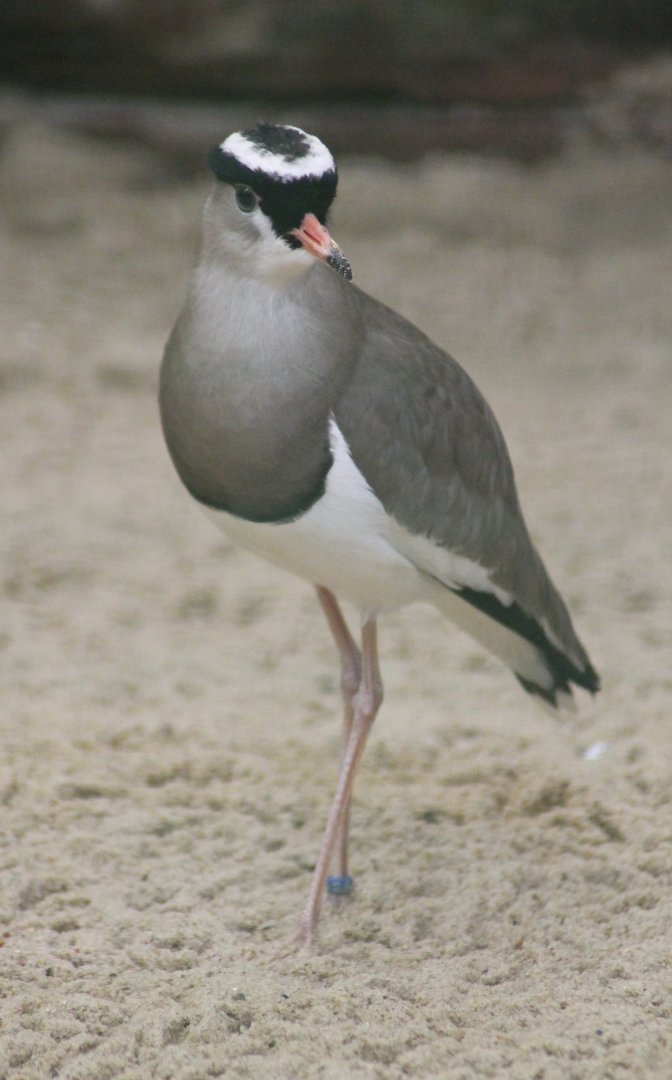 Crowned lapwing (Vanellus coronatus)