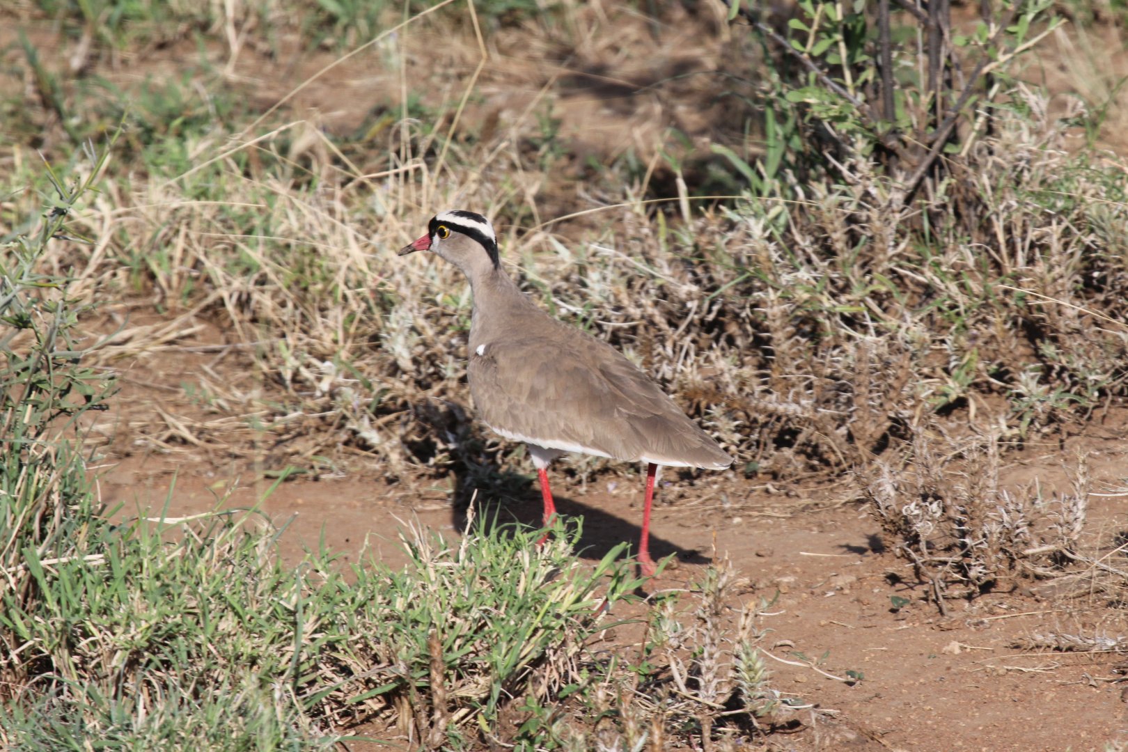 Crowned Lapwing (Vanellus coronatus)