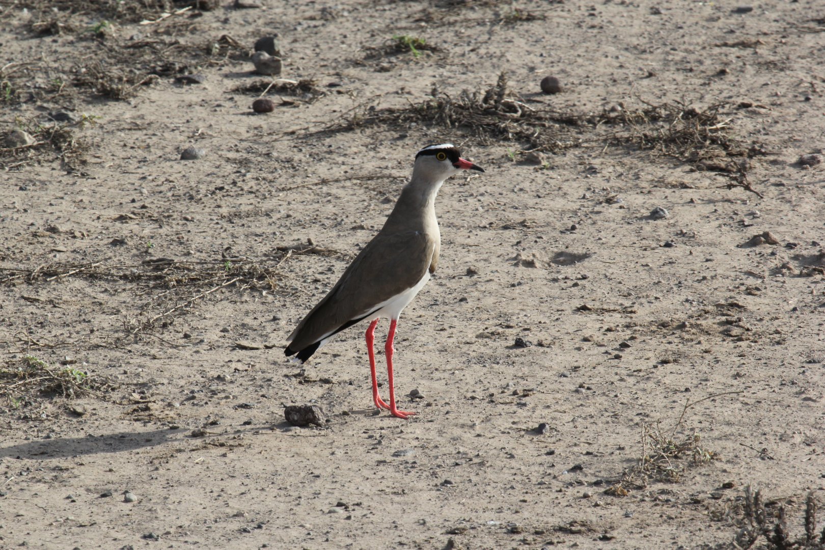 crowned lapwing (Vanellus coronatus)
