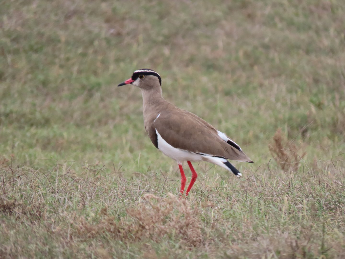 Crowned lapwing (Vanellus coronatus)